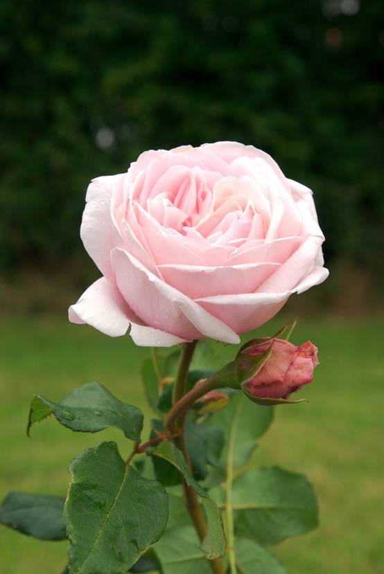 Rosier grimpant 'Nahema'®