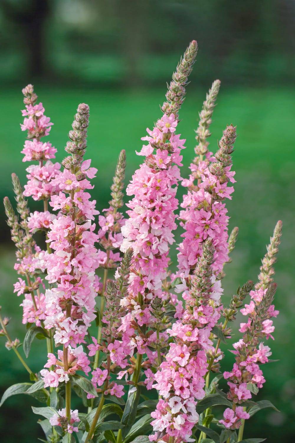 Lythrum salicaria 'Blush' - Salicaire