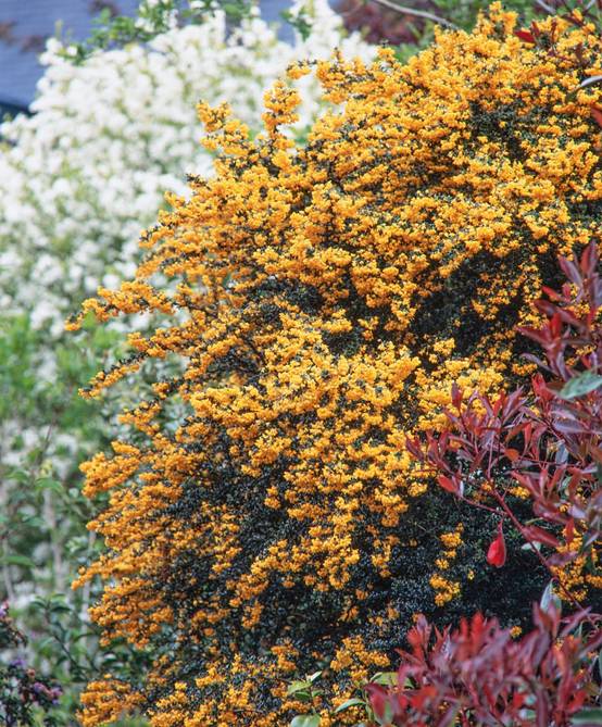 Berberis darwinii 'Compacta' - Épine-vinette de Darwin