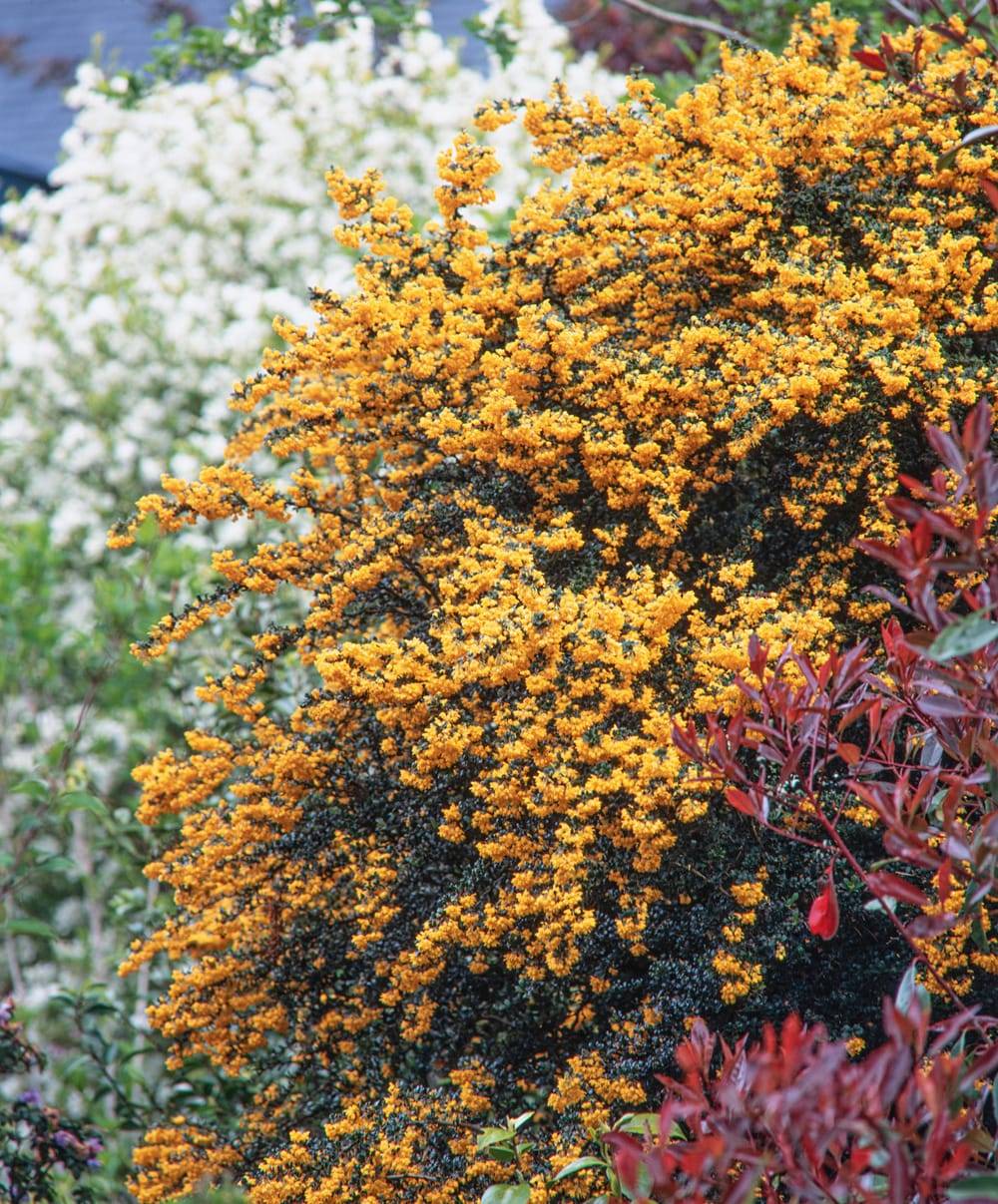 Berberis darwinii 'Compacta' - Épine-vinette de Darwin