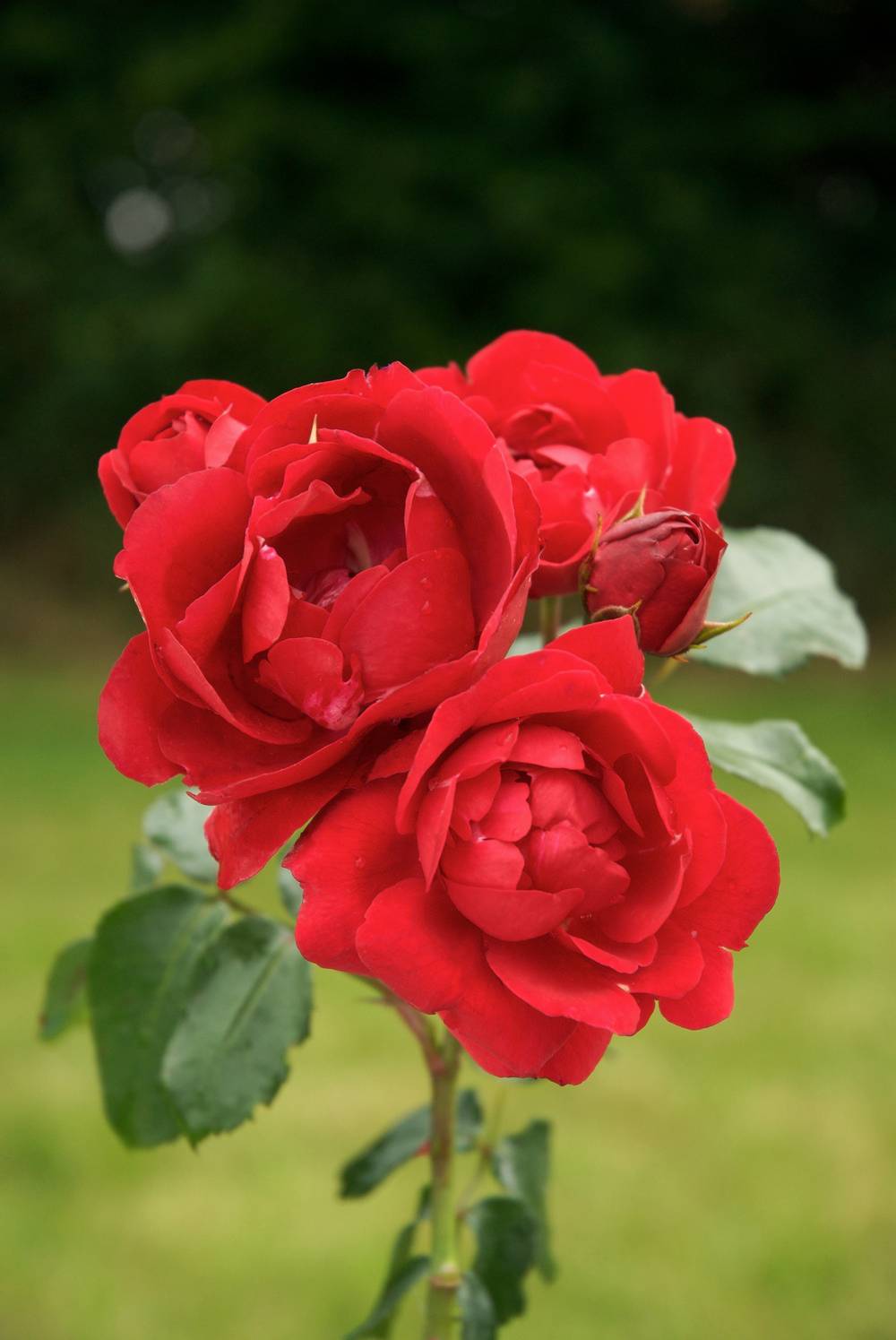 Rosier paysager tige 'Centenaire de Lourdes Rouge'®