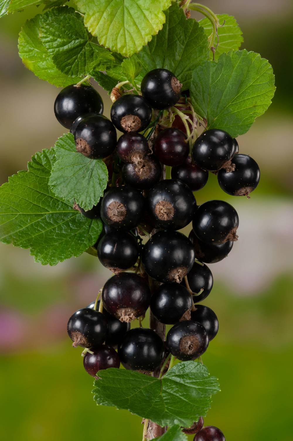 Cassissier 'Titania'