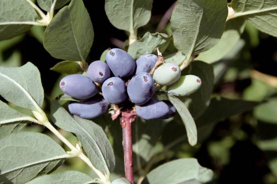 Baie de mai Fruity Berry® 'Fruitality'®