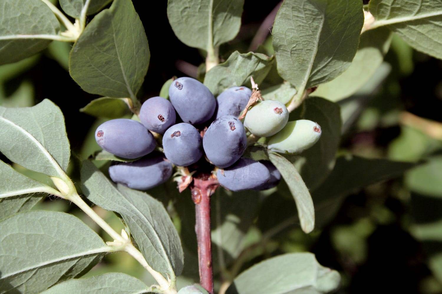Baie de mai Fruity Berry® 'Fruitality'®
