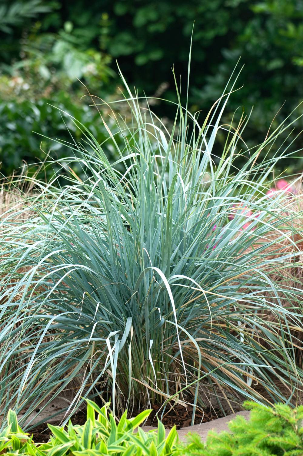 Agropyron magellanicum - Graminée