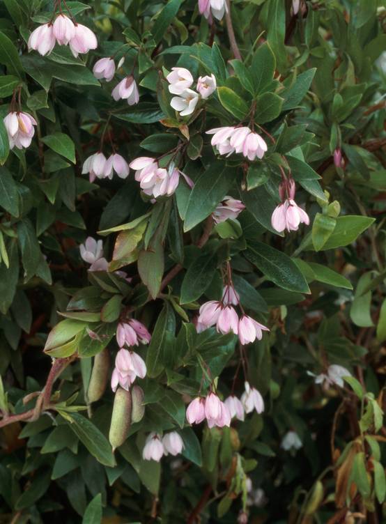 Sollya heterophylla 'Rosea'