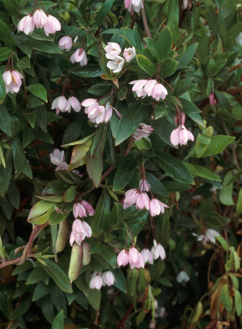 Sollya heterophylla 'Rosea'