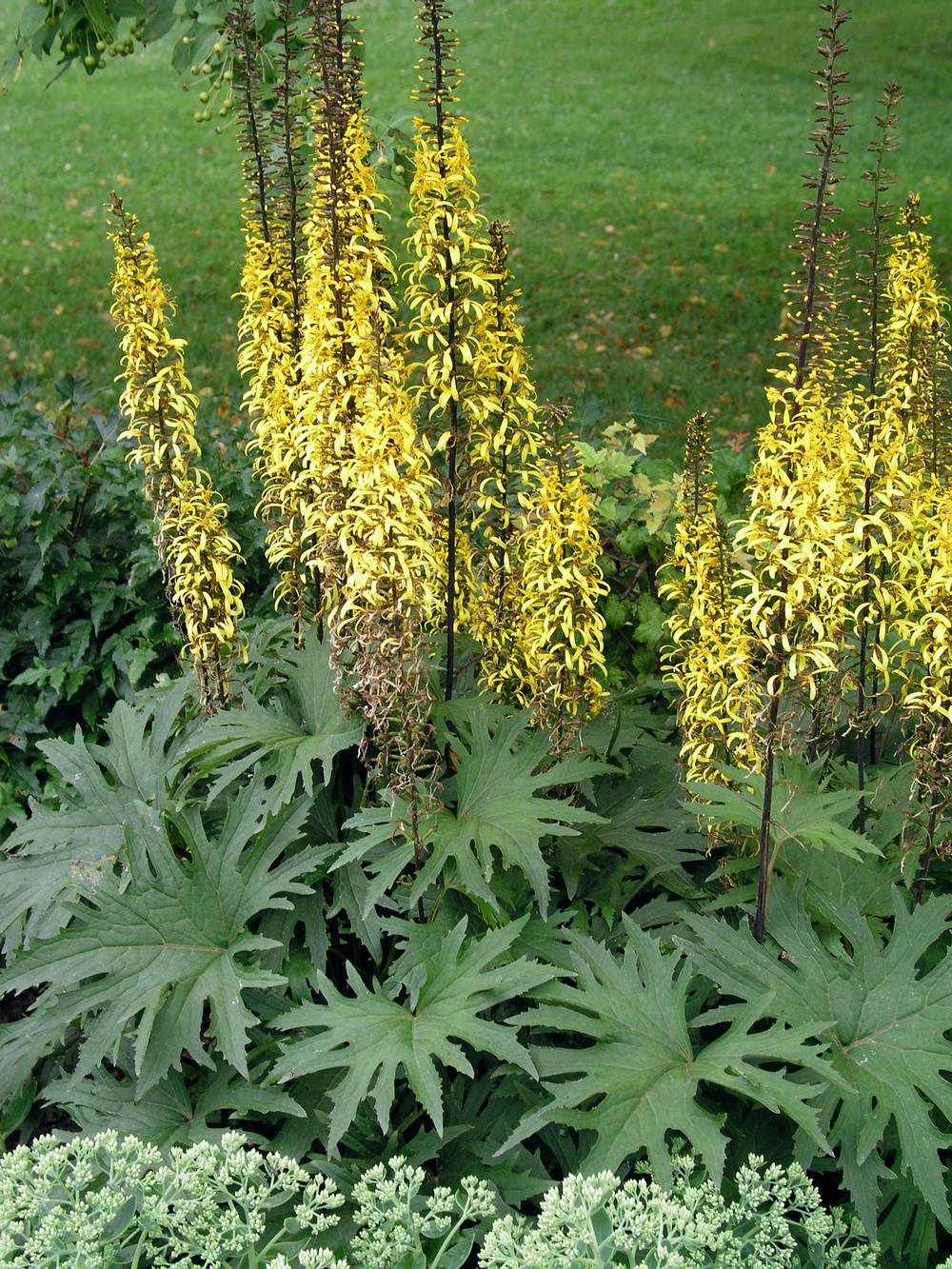 Ligularia przewalskii - Ligulaire