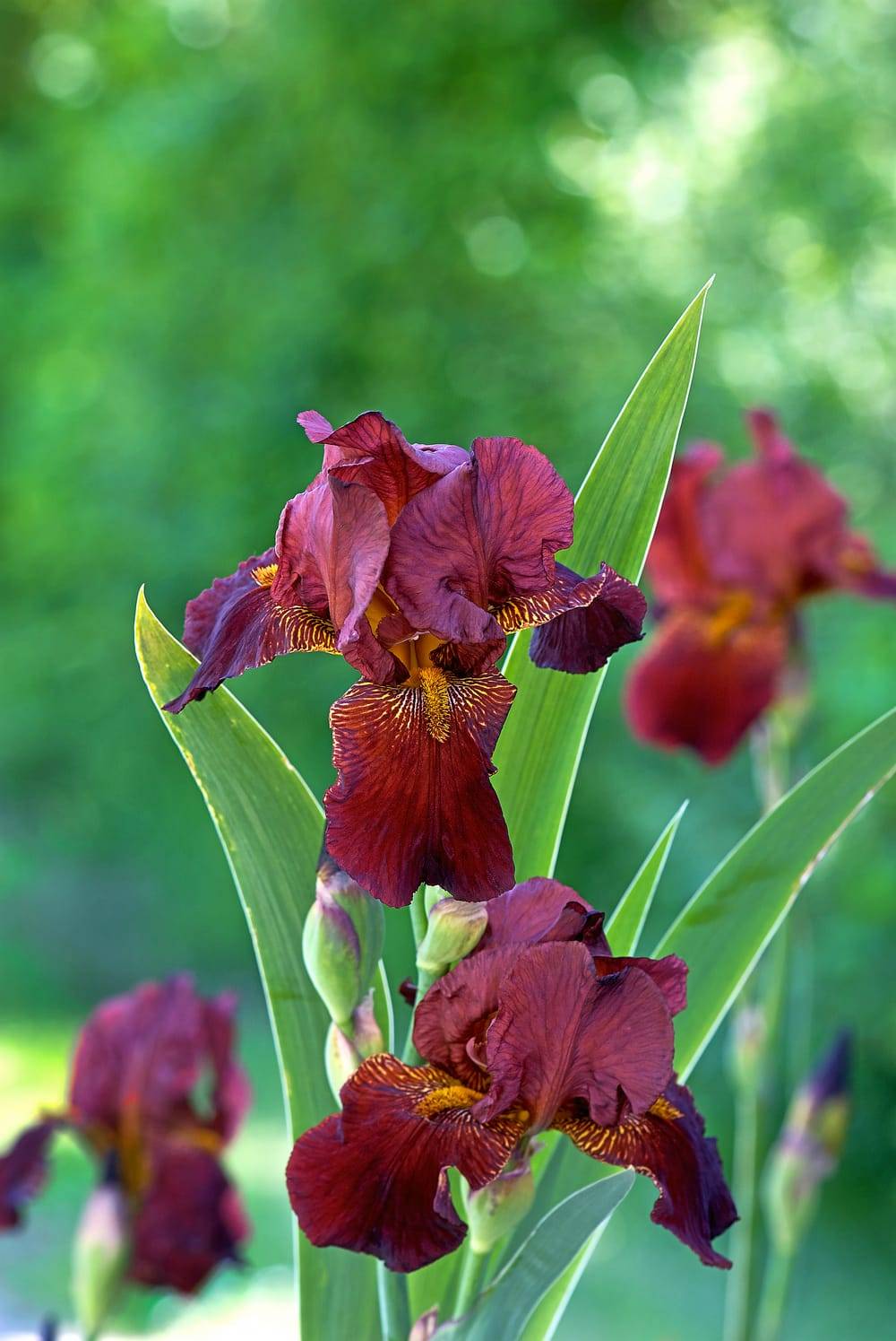 Iris germanica 'Royal Tapestry' - Iris des jardins