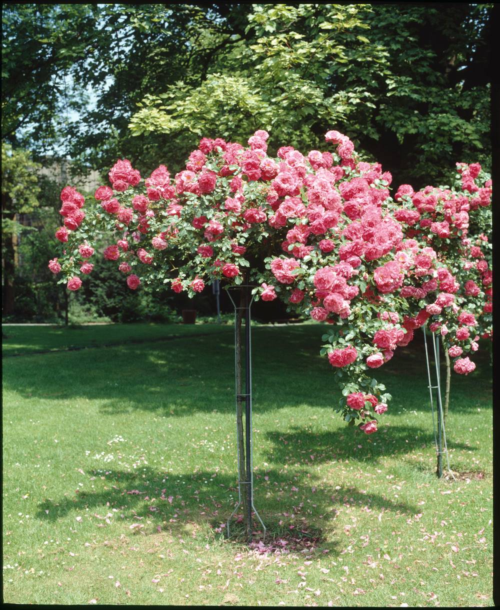 Rosier tige pleureur assorti