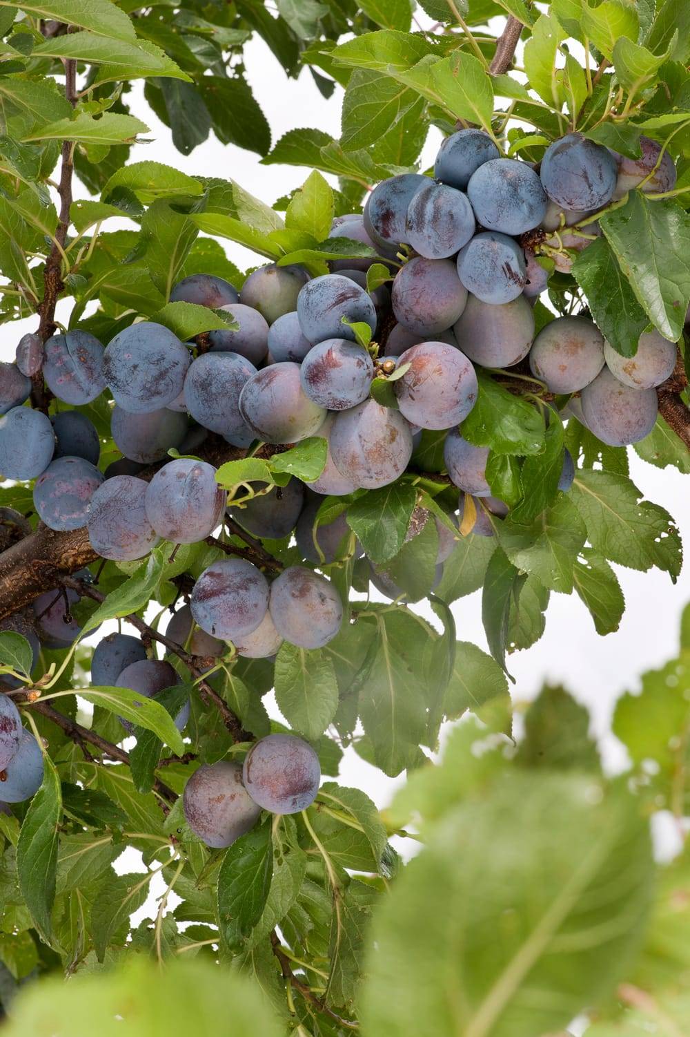 Prunier 'Bleue de Belgique'