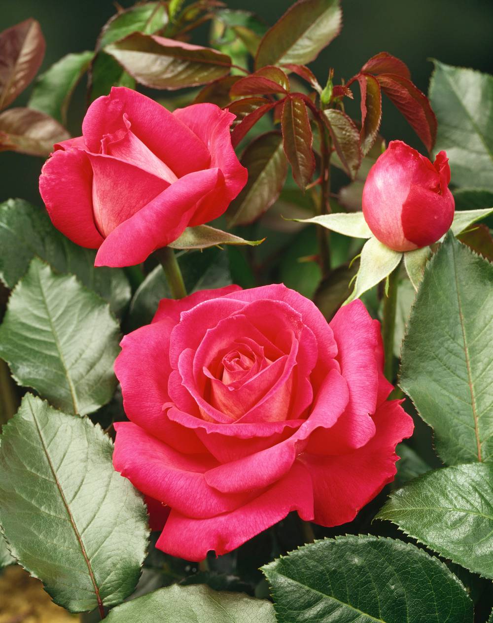 Rosier 'Noémie de Rothschild'® - Pot de 5 litres - Gamm vert
