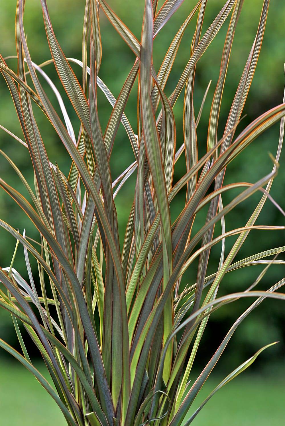 Phormium 'Surfer Bronze' - Lin de Nouvelle-Zélande