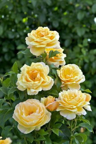 Rosier grimpant 'Soleil Vertical'®