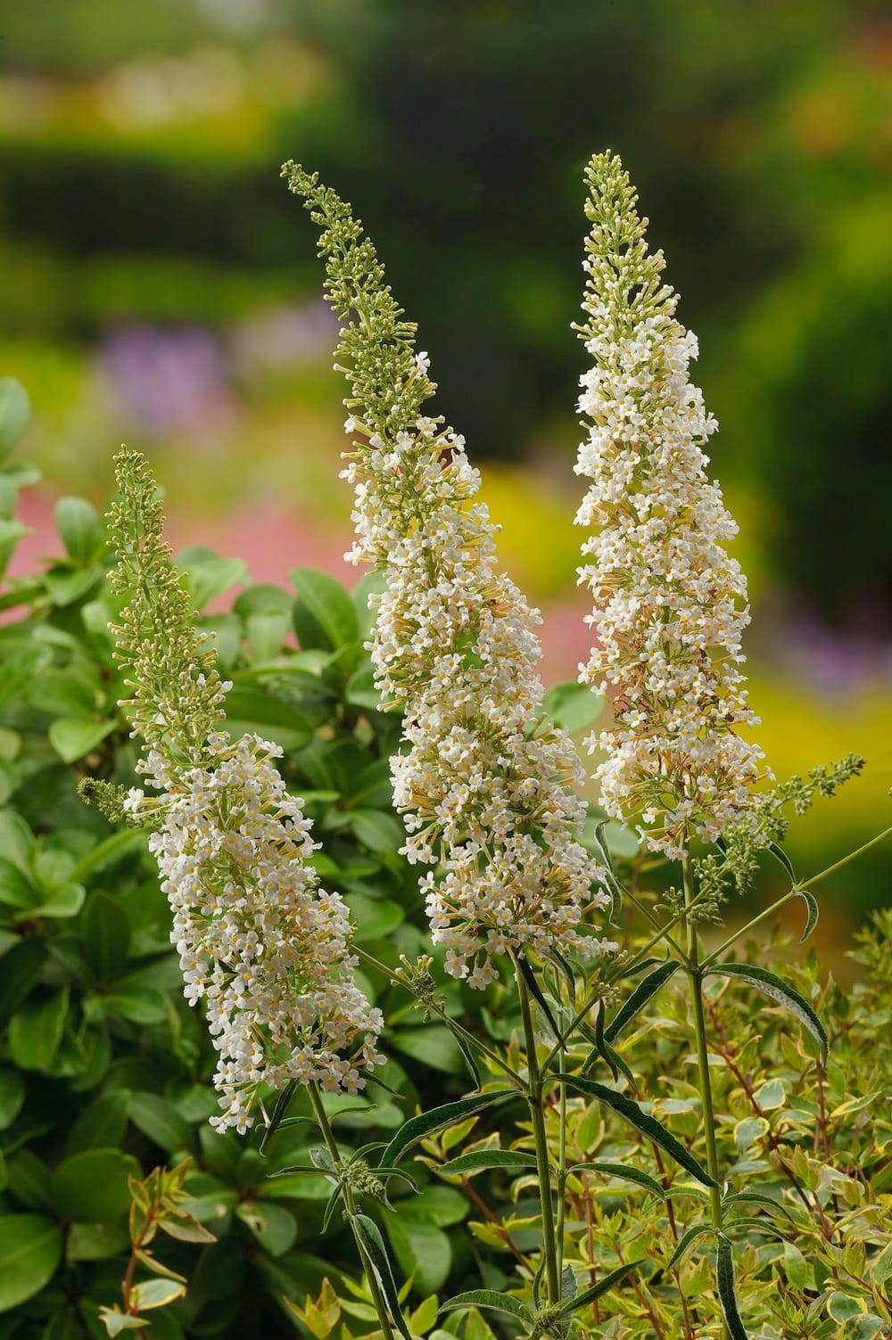 Buddleja davidii 'Nanho White' - Arbre aux papillons