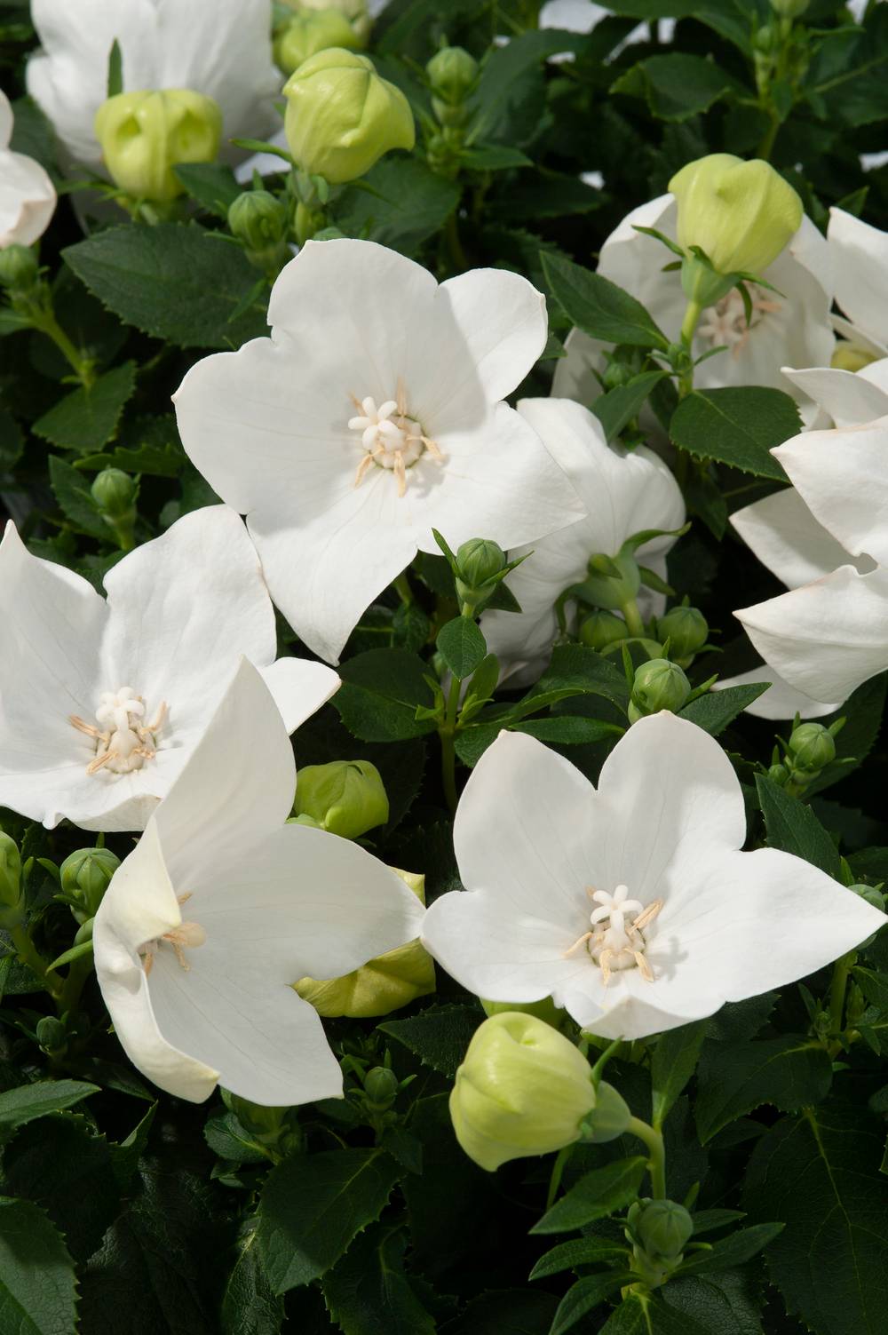 Platycodon grandiflorus 'Astra White'
