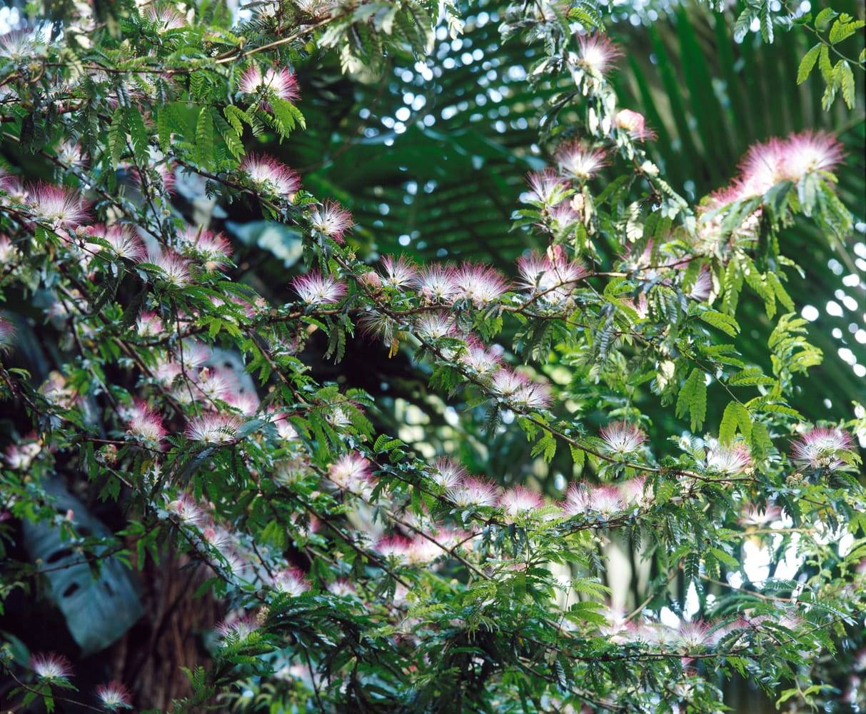 Calliandra surinamensis - Arbre aux houpettes
