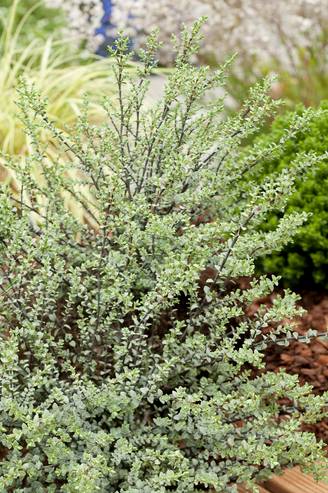 Hebe pimeleoides 'Quicksilver' - Véronique arbustive