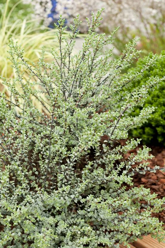 Hebe pimeleoides 'Quicksilver' - Véronique arbustive