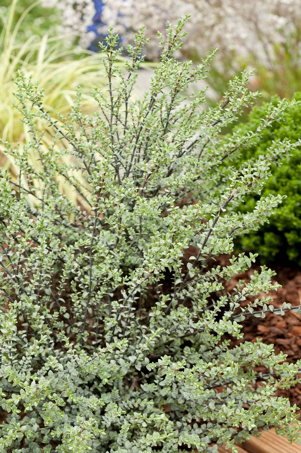 Hebe pimeleoides 'Quicksilver' - Véronique arbustive