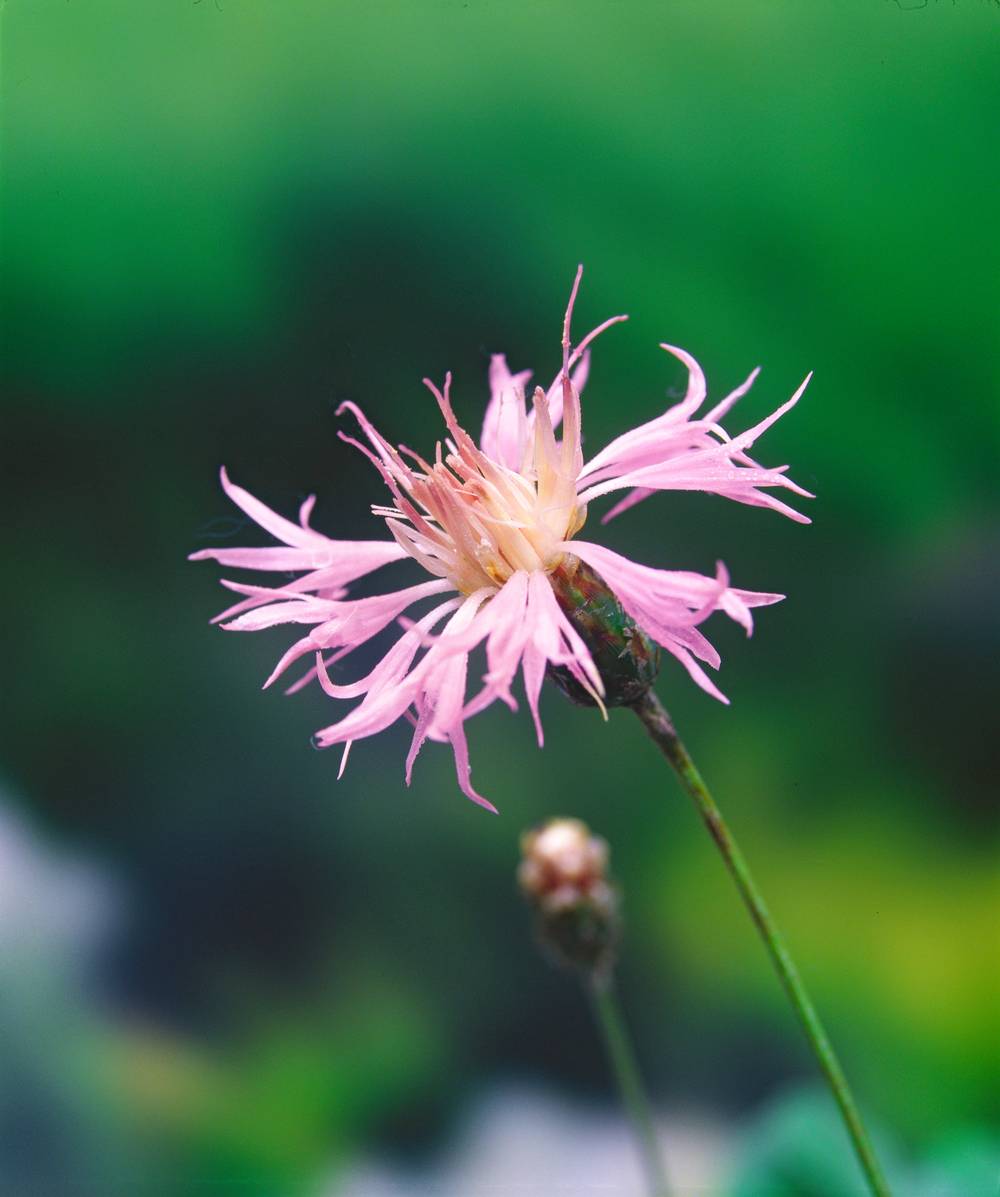 Centaurea bella - Centaurée