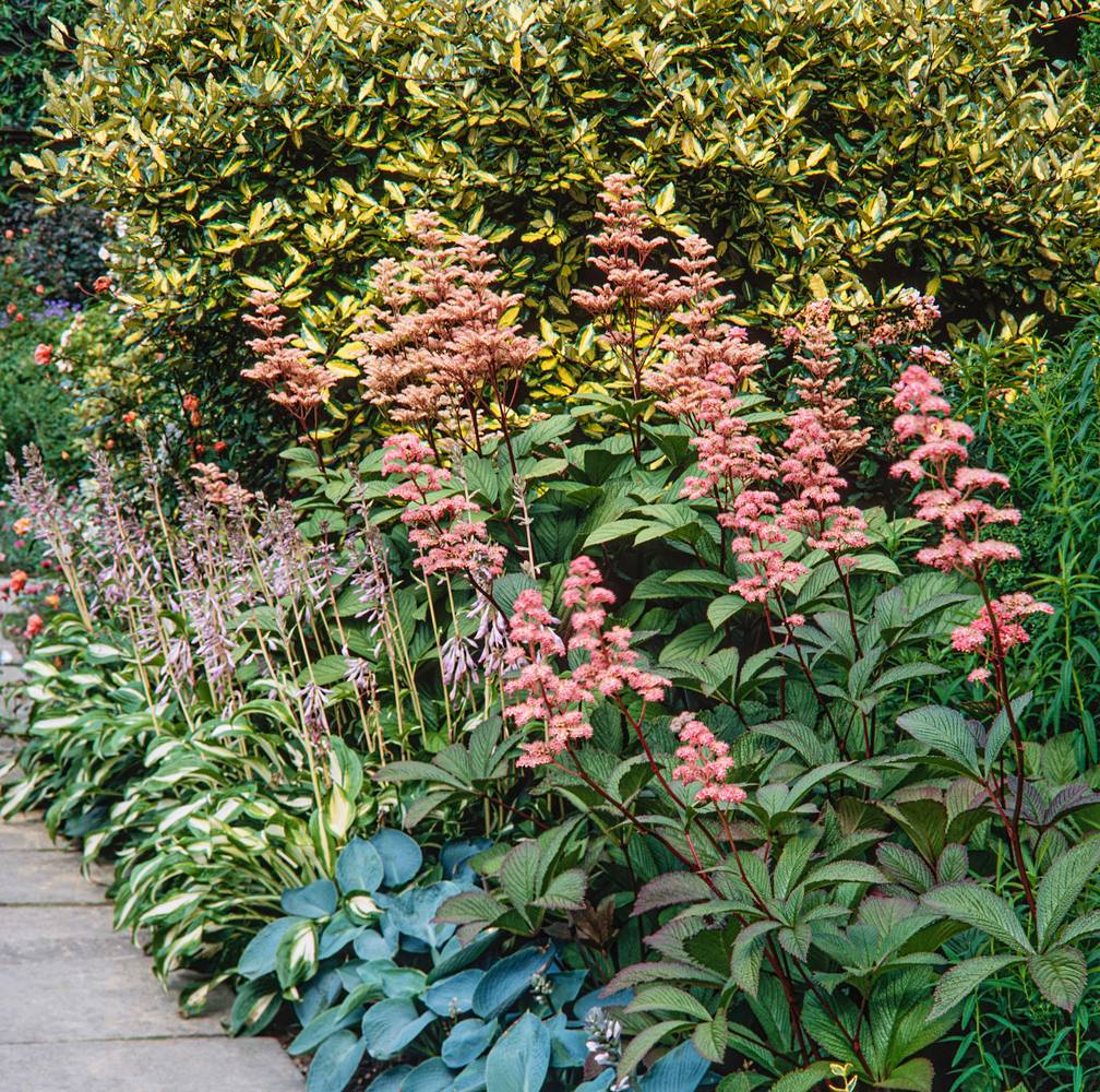 Rodgersia pinnata 'Dark Pokers'