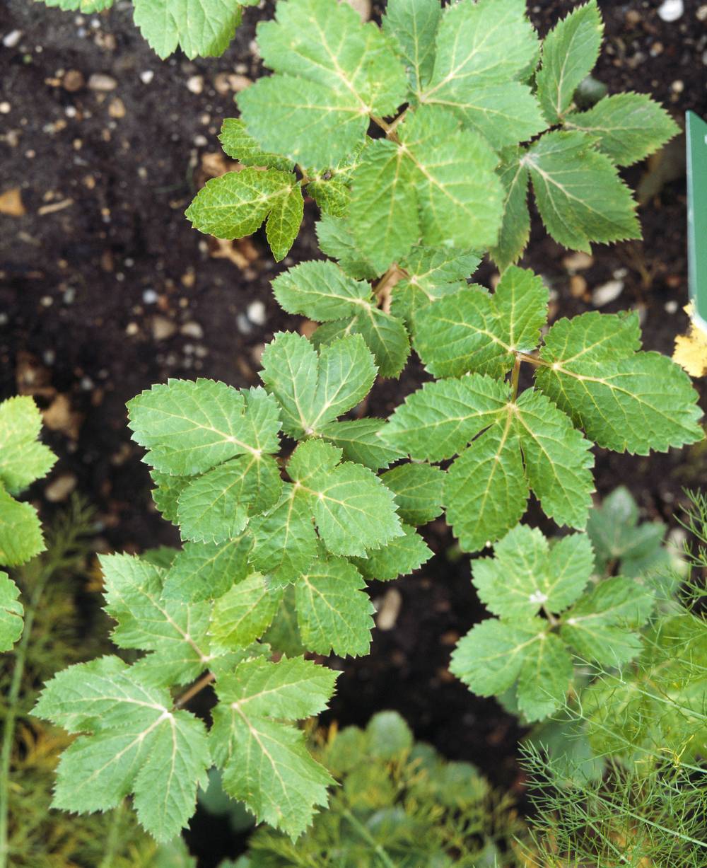Peucedanum ostruthium 'Daphnis'