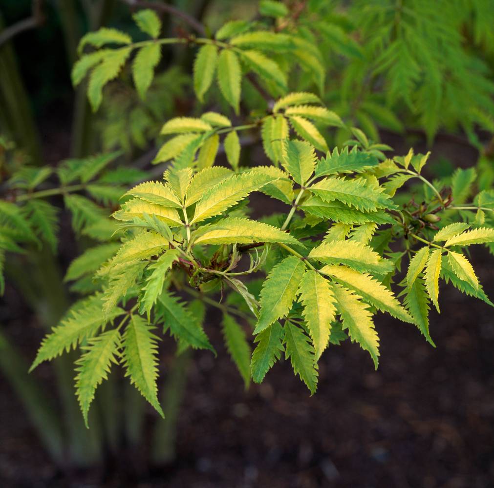 Sambucus racemosa 'Sutherland Gold' - Sureau à grappes
