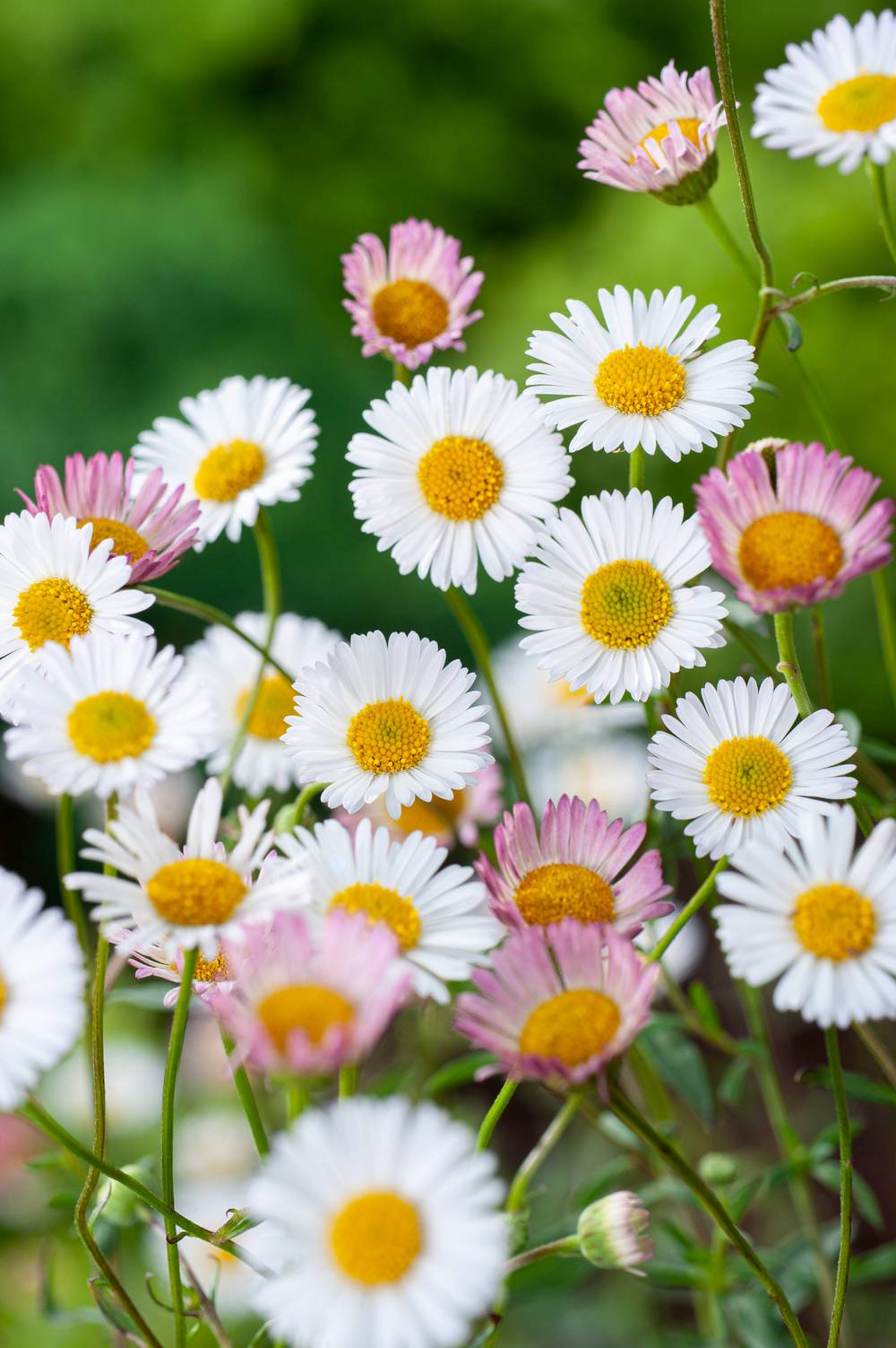 Erigeron karvinskianus 'Profusion'