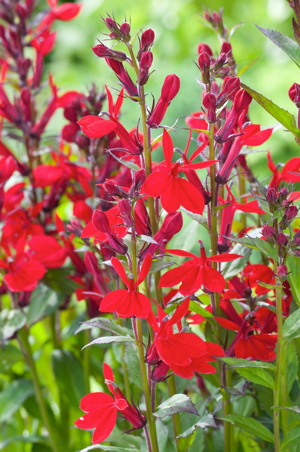Lobelia speciosa 'Fan Scarlet'