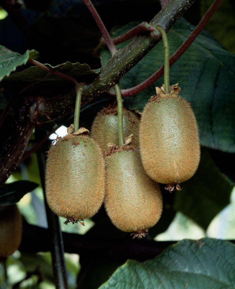 Kiwi femelle 'Monty'