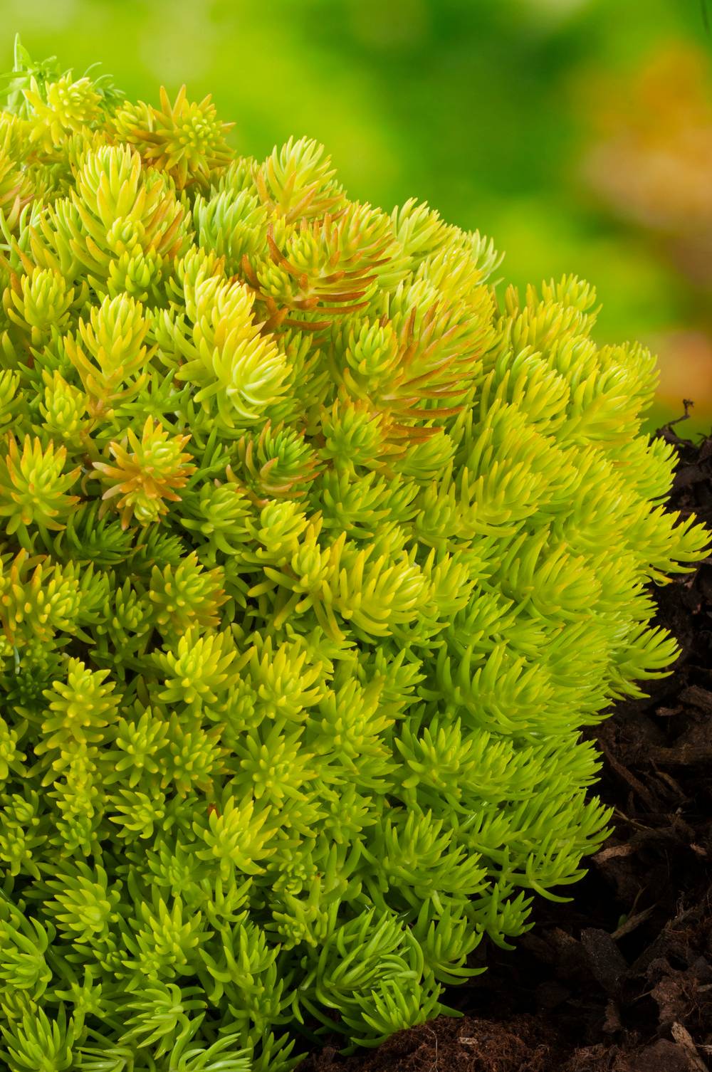 Sedum 'Lemon Ball'