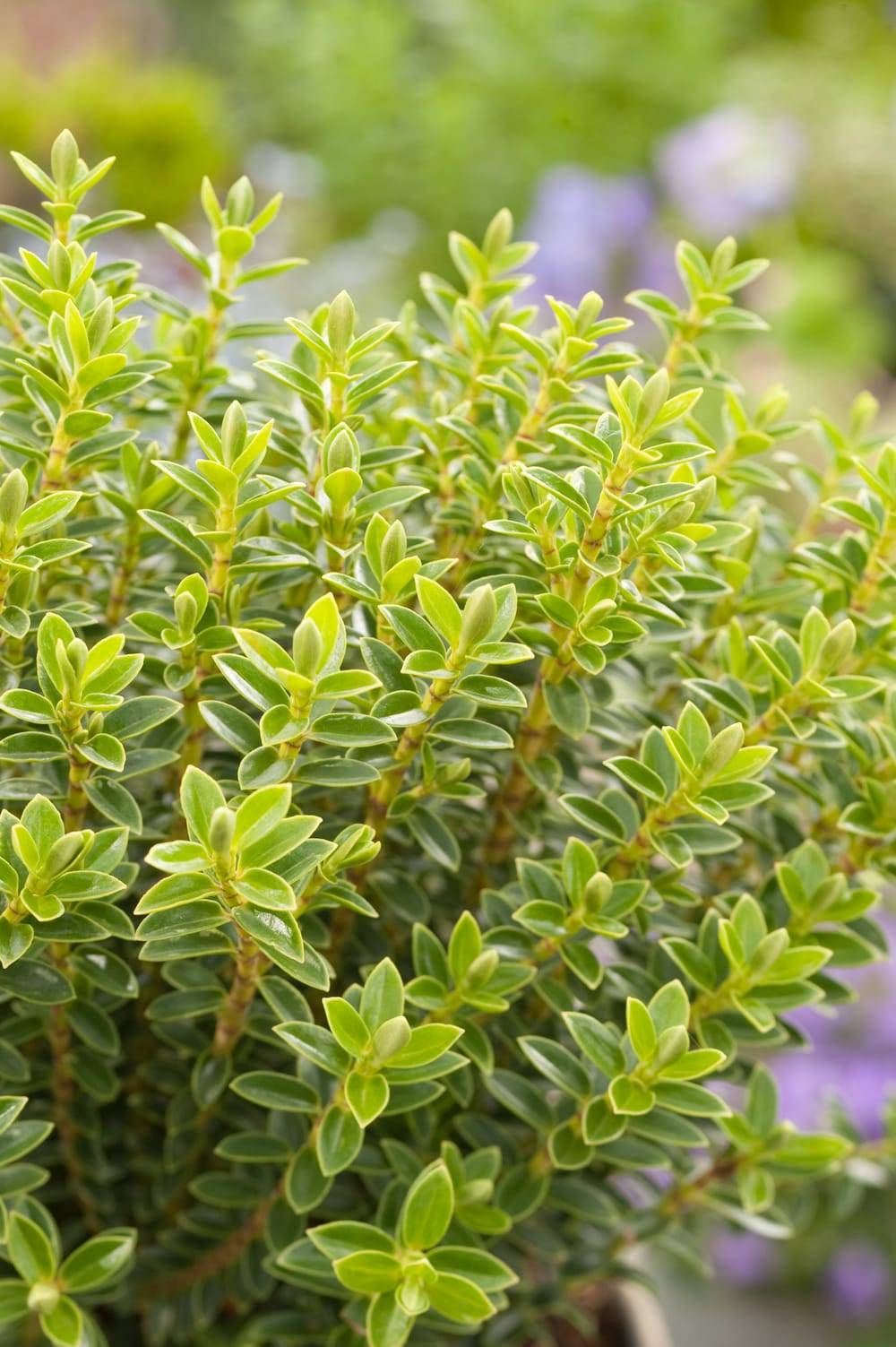 Hebe odora 'Prostata' - Véronique arbustive