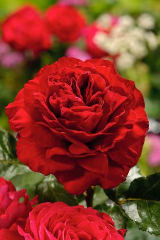 Rosier 'Dominica'®