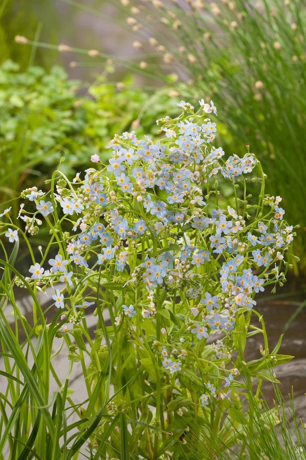 Myosotis scorpioides