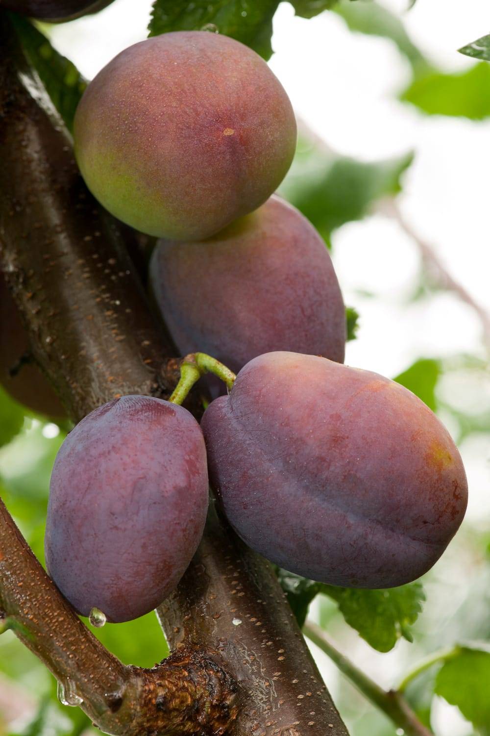 Prunier 'Belle de Louvain'
