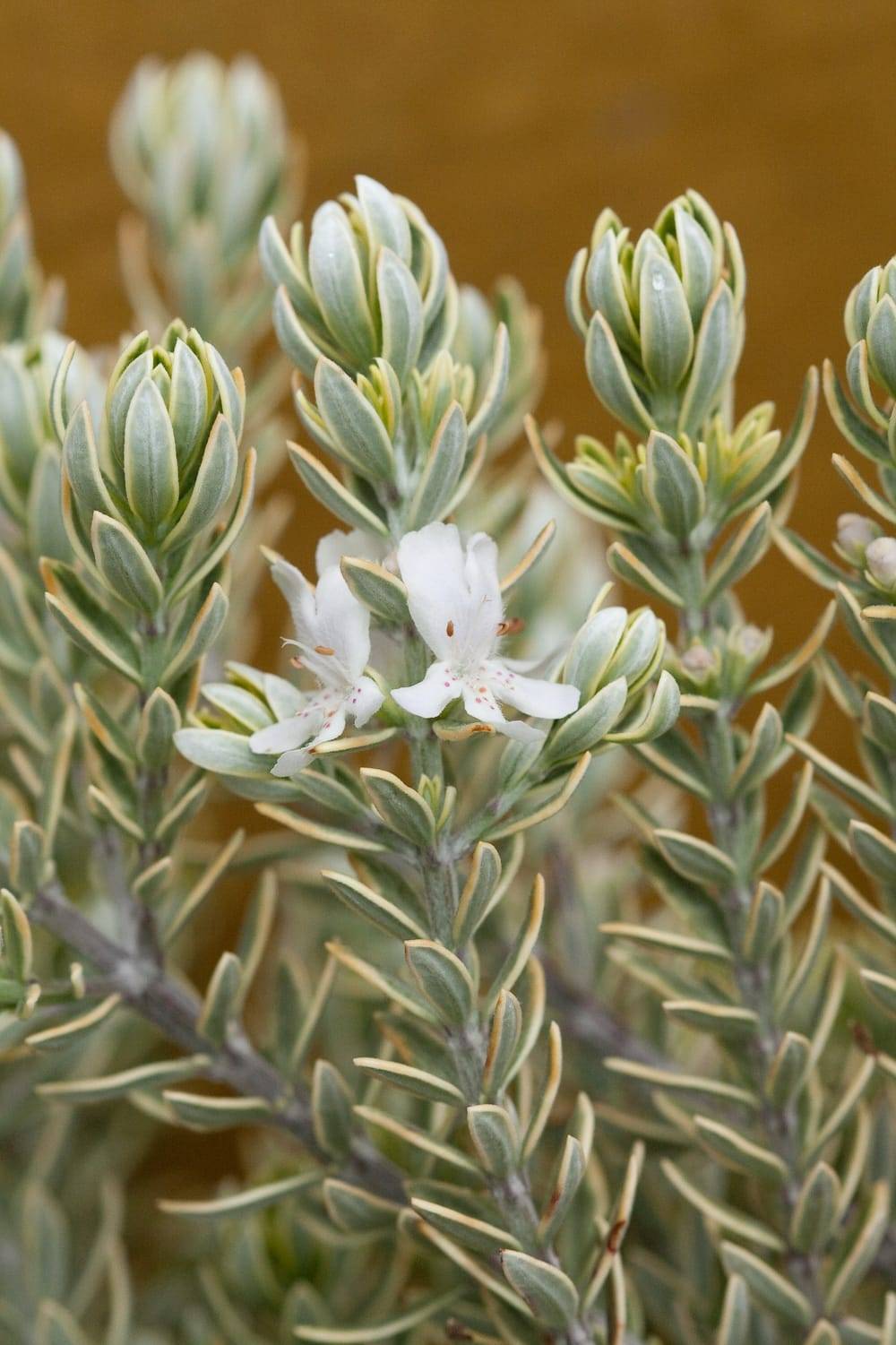 Westringia fructicosa 'Morning Light' - Romarin d'Australie