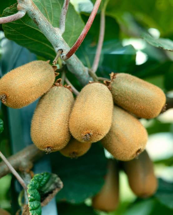 Kiwi femelle 'Bruno'