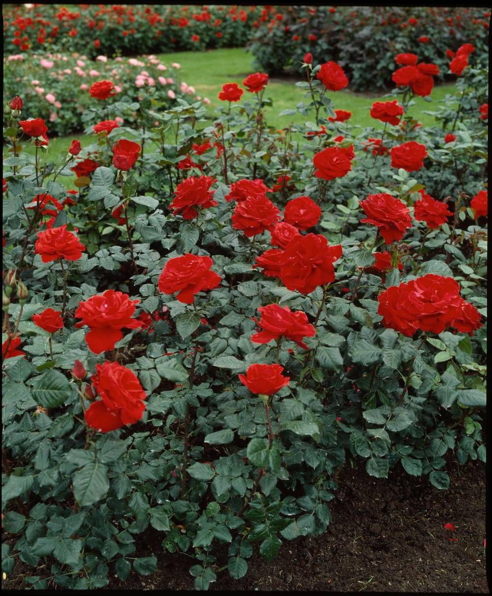 Rosier tige 'Chorus'®