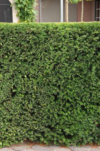 Taxus baccata - If