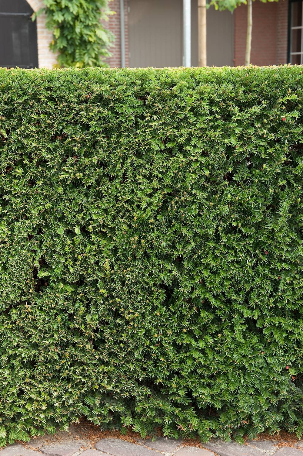 Taxus baccata - If