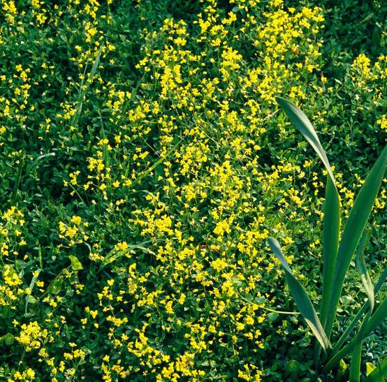 Draba aizoides
