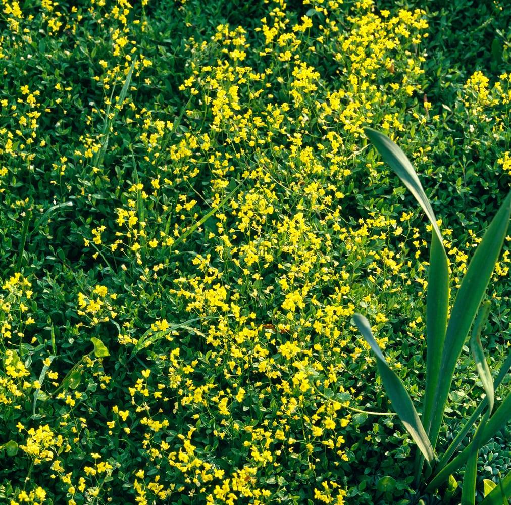 Draba aizoides