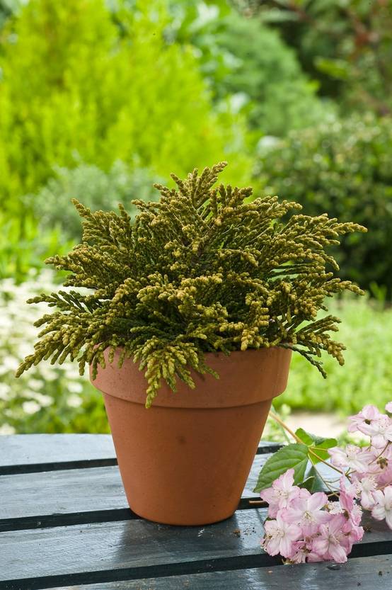 Hebe ochracea - Véronique arbustive