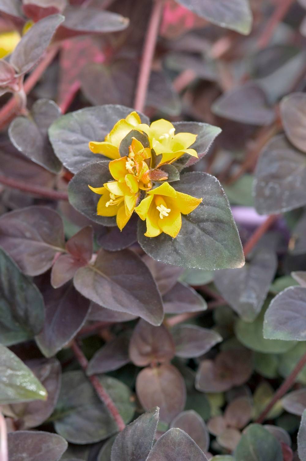 Lysimachia congestiflora 'Persian Chocolate' - Lysimaque