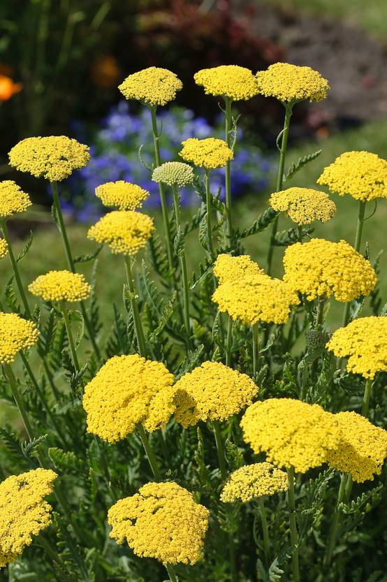 Achillea Filipendulina Summer Gold Achill e Pot 2L Gamm Vert achillea-filipendulina-summer-gold-achill-e-pot-2l-gamm-vert