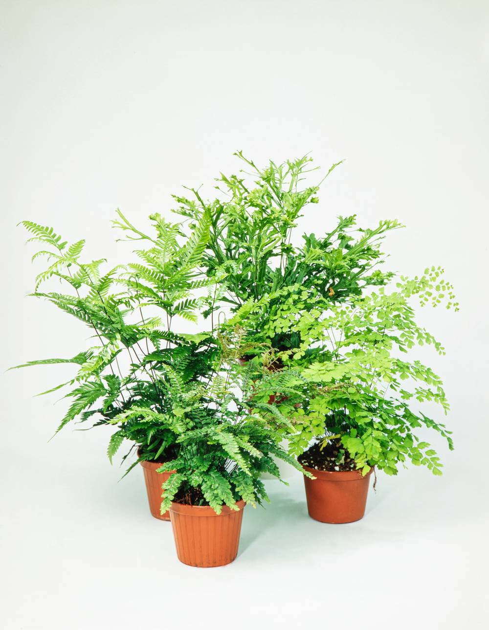 Pteris vittata - Fougère de Boston