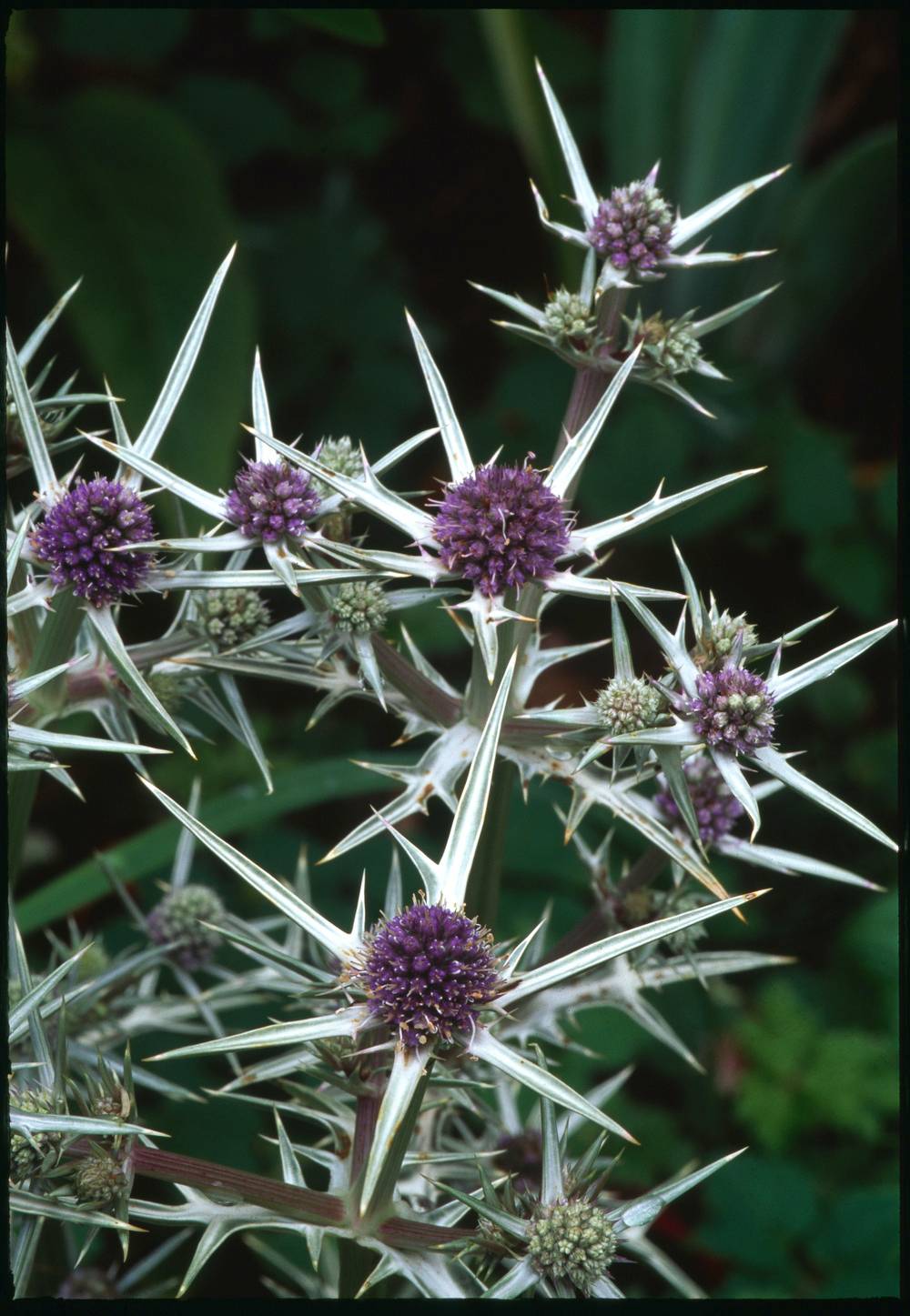 Eryngium variifolium - Chardon panicaut