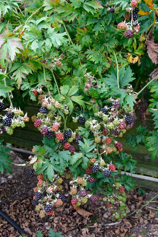 Mûrier 'Oregon Thornless'