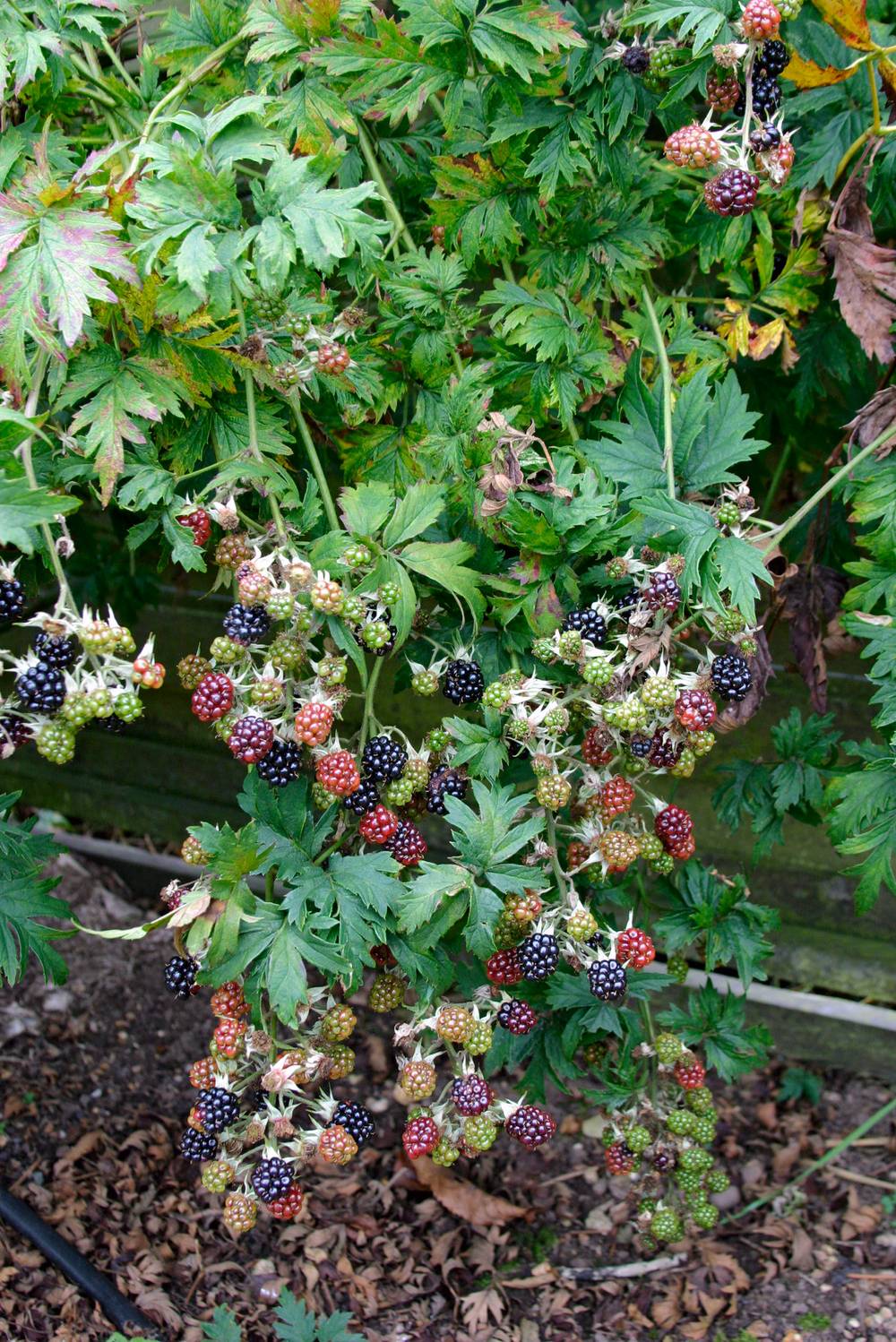 Mûrier 'Oregon Thornless'